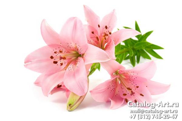 Pink lilies 7